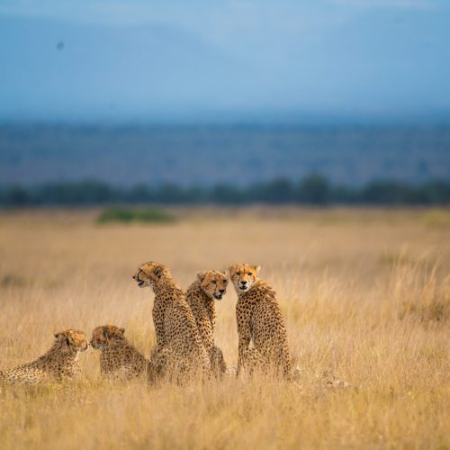 Principle cheetahs Cheetah mother with cubs